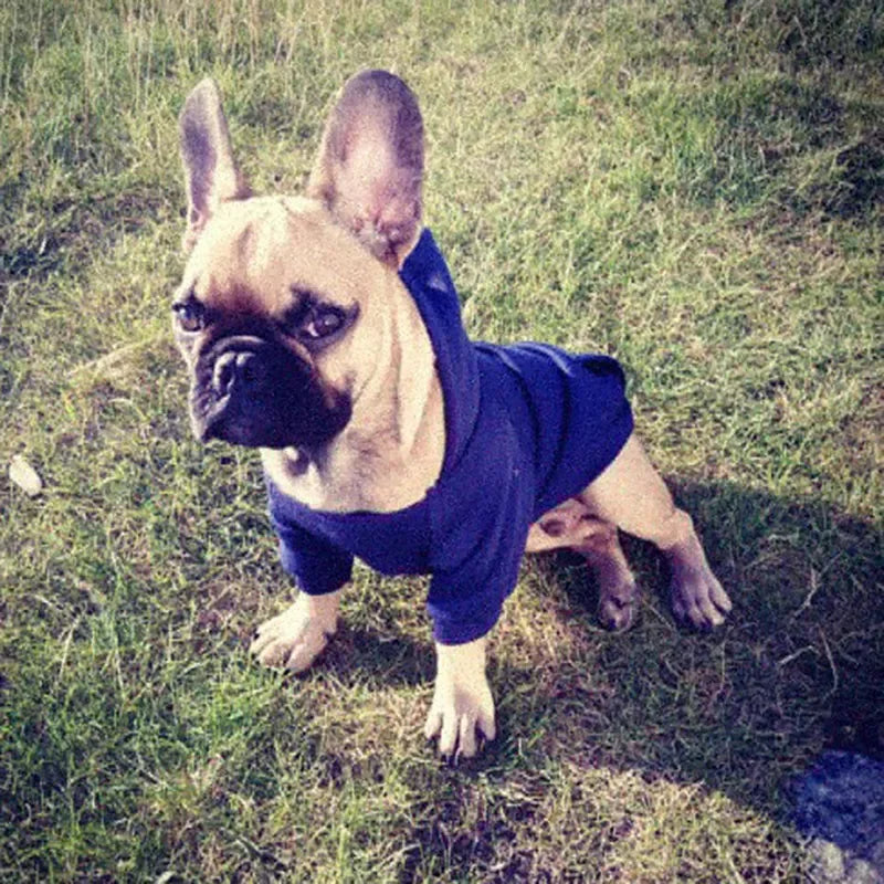Hunde‑Hoodie aus Baumwolle – Kapuzenpullover für kleine Hunde & Katzen